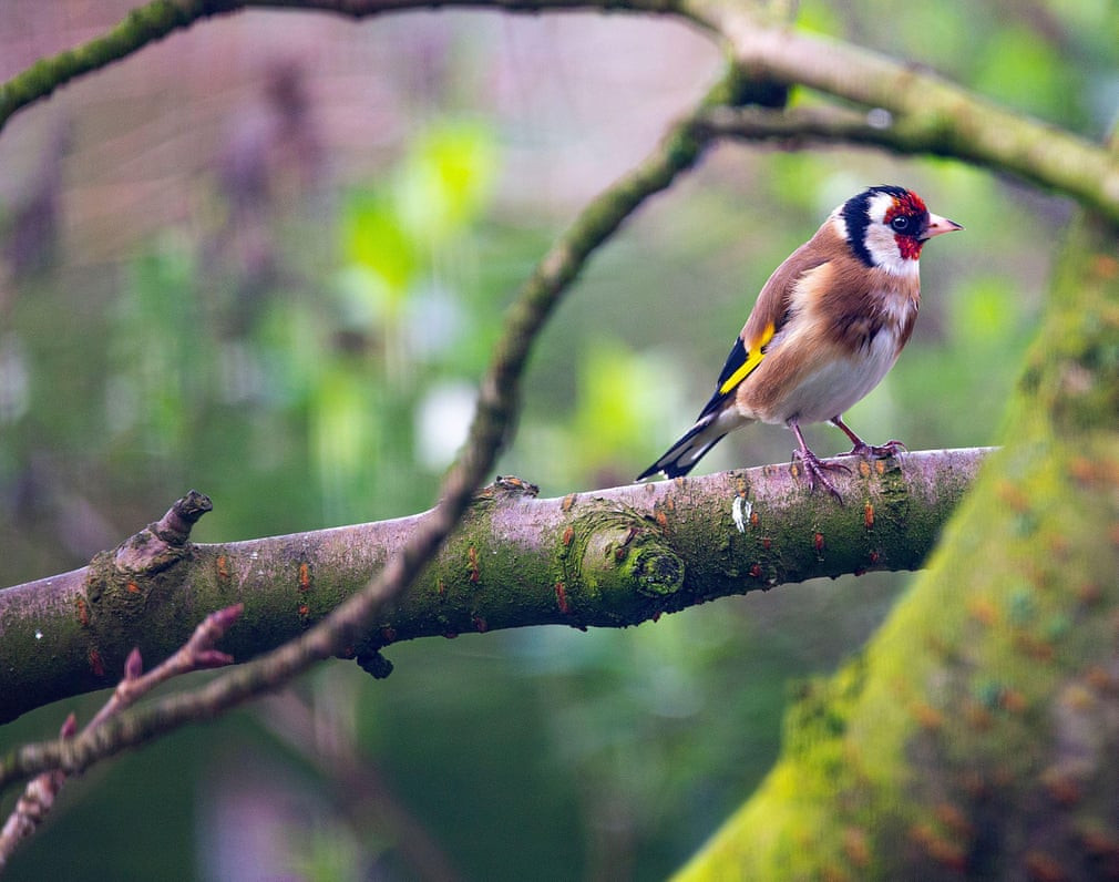 Chim sẻ thông đậu trên cây hoa anh đào ở Cheshire, Anh. (Nguồn Guardian)