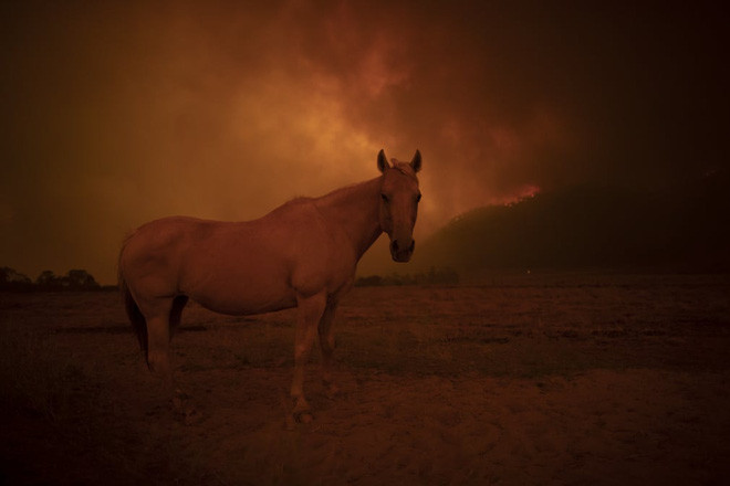 Ngựa đứng dưới bầu trời phủ kín khói cháy rừng gần thành phố Canberra, Australia. (Nguồn Guardian)