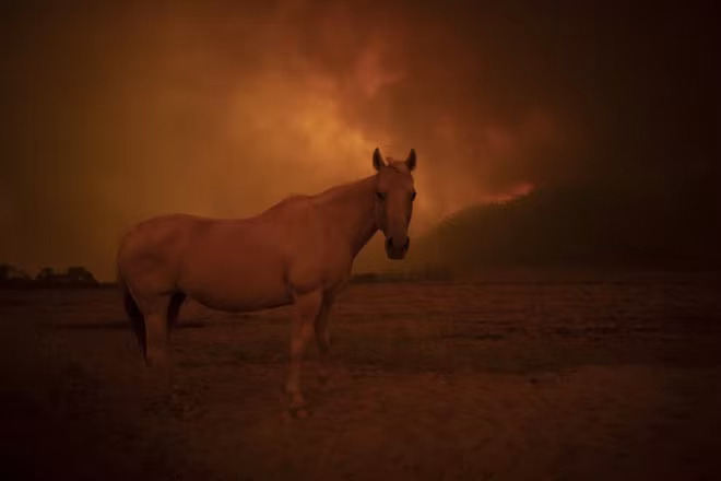 Ngựa đứng dưới bầu trời phủ kín khói cháy rừng gần thành phố Canberra, Australia. (Nguồn Guardian)