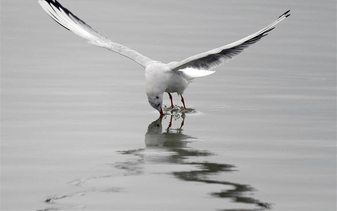 Chim mòng biển kiếm ăn tại thành phố Kuwait City, Kuwait. (Nguồn Guardian)