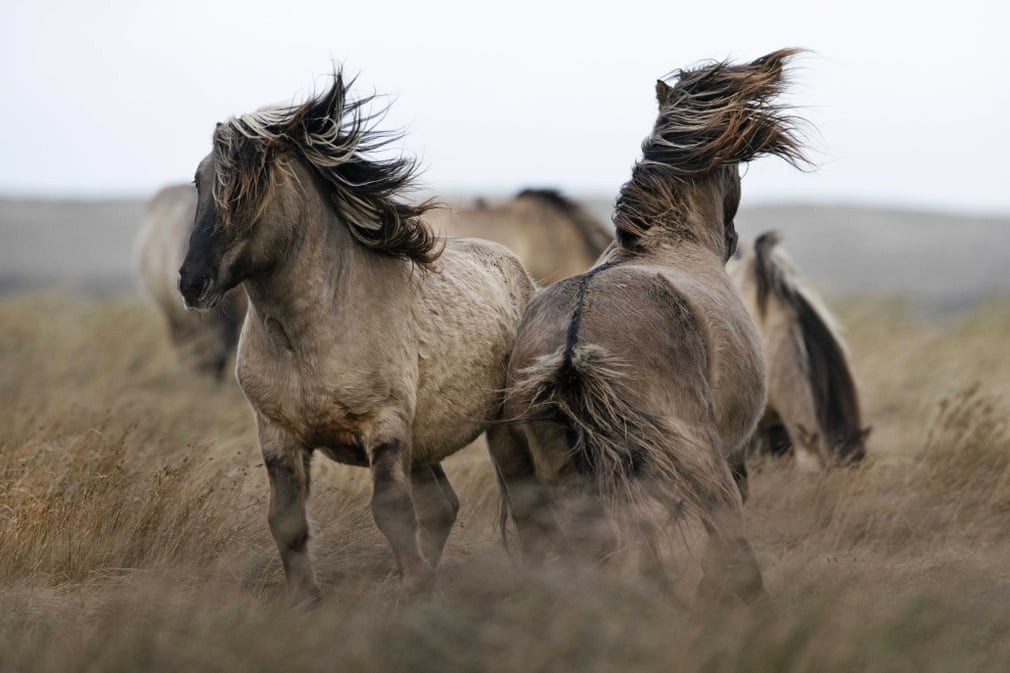 Đàn ngựa hoang kiếm ăn trên đồng cỏ ở De Slufter, Texel, Hà Lan. (Nguồn Guardian)