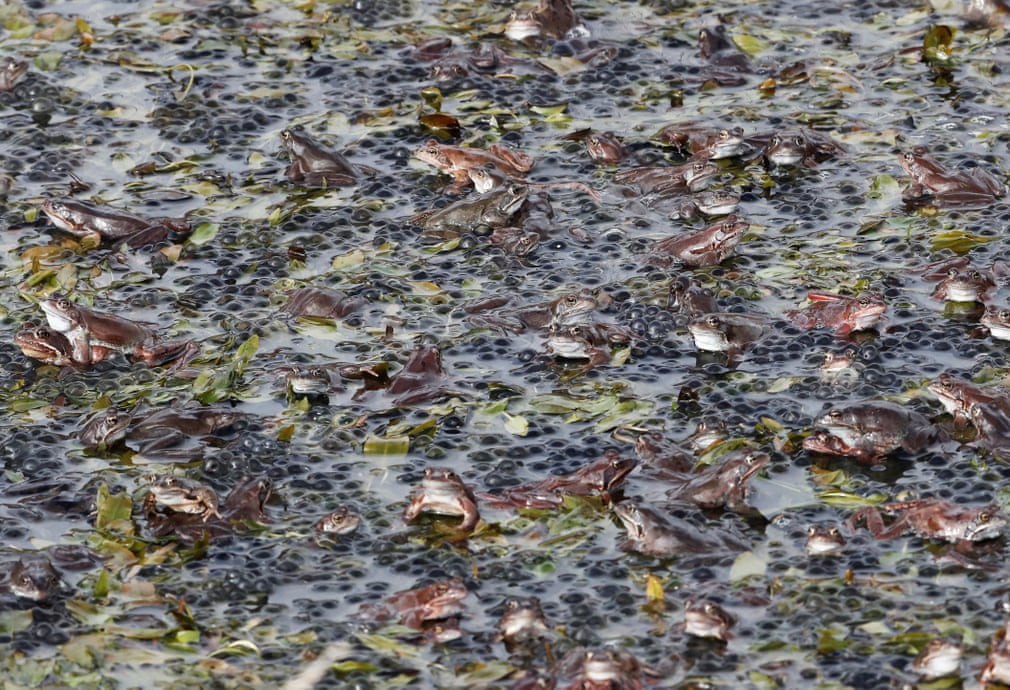 Những con ếch giao phối dưới hồ ở Eugi, Tây Ban Nha. (Nguồn Guardian)