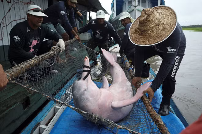 Các nhân viên bảo tồn động vật bắt cá heo hồng để nghiên cứu ở trong khu bảo tồn Mamiraua ở Amazonas, Brazil. (Nguồn Guardian)