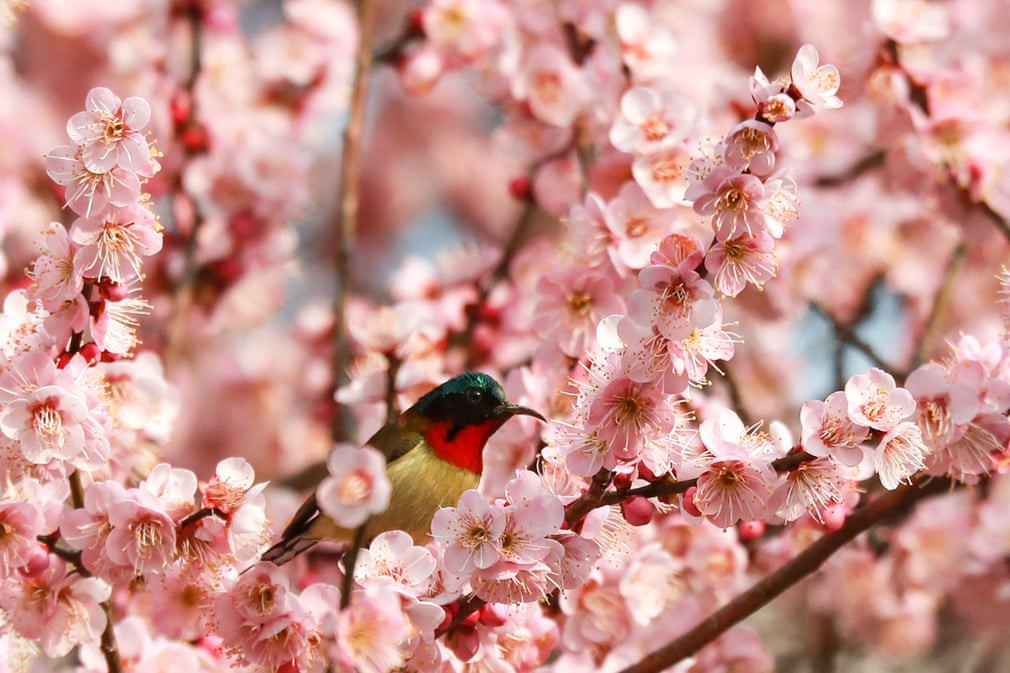 Chim ruồi đậu trên cây mận với hoa nở rộ ở thành phố Nghi Xương, Trung Quốc. (Nguồn Guardian)