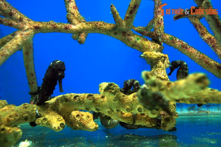 Do cấu tạo cơ thể đặc biệt mà cá ngựa luôn ở trong tư thế "đứng thẳng". Chúng quạt vây lưng để di chuyển với tốc độ chậm. Các vây ngực, nằm ở hai bên đầu phía sau mắt, được sử dụng để điều hướng. Cái đuôi chỉ có tác dụng giữ thăng bằng khi di chuyển.