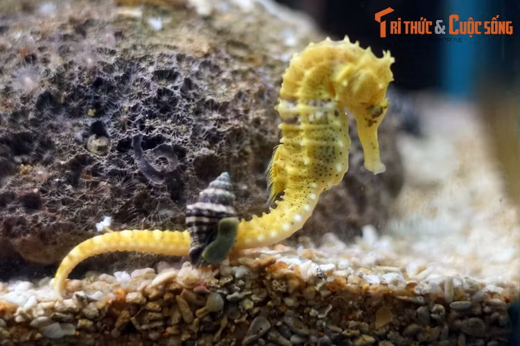 Cá ngựa không có vảy mà có các mảng xương được phủ da mỏng bên ngoài, có vai trò như bộ áo giáp bảo vệ phần mềm của cơ thể. Cổ cá ngựa có thể xoay chuyển linh hoạt và mắt di chuyển độc lập với nhau giống như của tắc kè hoa. Chúng hút thức ăn bằng cái mõm dài dạng ống.