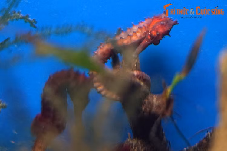 Trong tự nhiên, các loài cá ngựa ở vùng biển Việt Nam đang suy giảm nghiêm trọng về số lượng do tình trạng khai thác quá mức, xuất phát từ quan niệm cá ngựa là "thần dược cường dương" cho nam giới. Tuy nhiên, các công trình nghiên cứu đã chứng minh điều này là hoang đường.