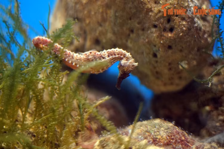 Vẻ ngoài của cá ngựa giống như một sinh vật bước ra từ thần thoại, với phần đầu và cổ rất giống loài ngựa. Thân chúng cong về phía trước, đuôi dài và linh hoạt, có thể cuộn vào rong tảo để cố định vị trí của con cá.