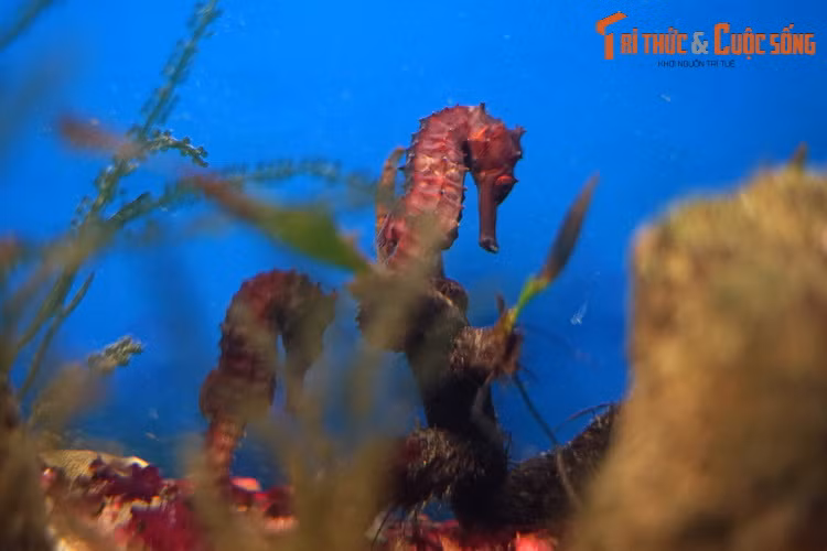 Tập tính sinh sản chính là điều thú vị nhất ở các loài cá ngựa. Các con đực của chúng có một túi da trước bụng để mang thai và ấp trứng. Khi giao phối, cá đực thực hiện những điệu nhảy kết hợp uyển chuyển để cá cái có thể kề sát và đẻ trứng vào túi dưới bụng.