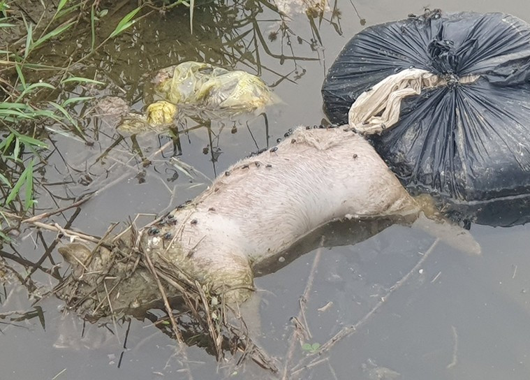 Xác lợn chết bốc mùi hôi thối bị vứt lén ra kênh ở Hà Tĩnh Xac lon chet boc mui hoi thoi bi vut len ra kenh o Ha Tinh
