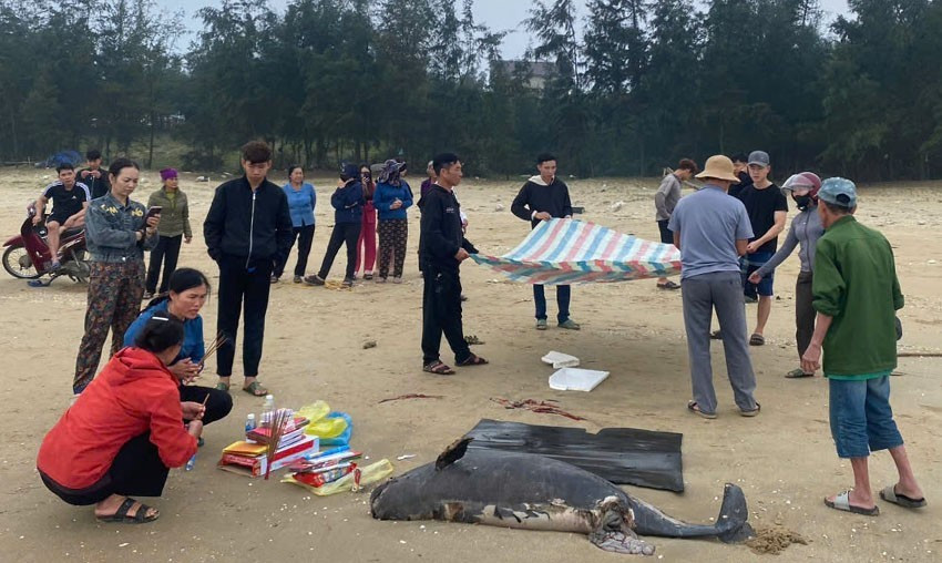 Xac ca voi nang gan 100kg troi dat vao bo bien Ha Tinh
