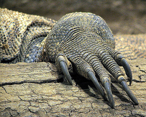 Các nhà nghiên cứu nghi ngờ rằng các dấu tay được để lại trên vách hang động bí ẩn là của một loài bò sát.