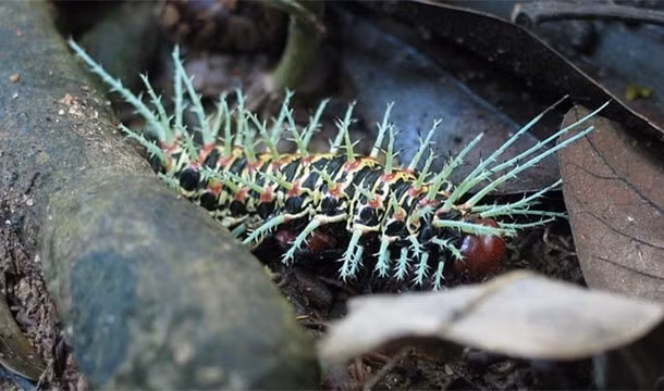 Rừng mưa Amazon còn là nơi trú ẩn của hơn một nửa các loài động vật trên thế giới. Ước tính có khoảng 10 triệu loài động vật xem Amazon là nhà.