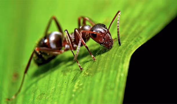 Theo một phát hiện mới, loài kiến subterranean ở rừng mưa Amazon được cho là hậu duệ trực tiếp của những con kiến đầu tiên trên thế giới.