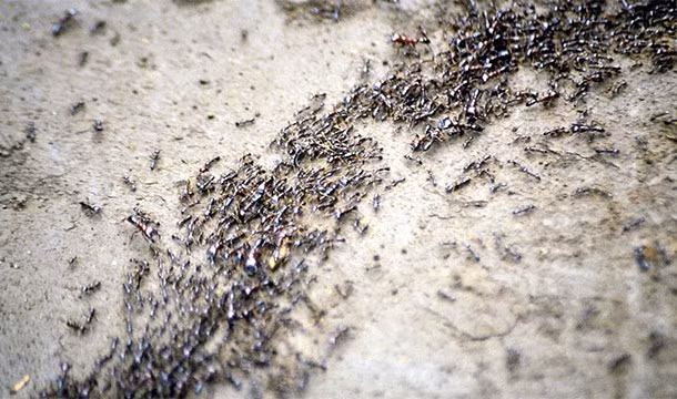 Một số loài kiến ở Amazon được biết là có hành vi xâm lăng, cướp bóc các tổ kiến khác, biến những tổ kiến khác thành thuộc địa của mình và bắt những con kiến trong thuộc địa phải làm nô lệ cho mình.