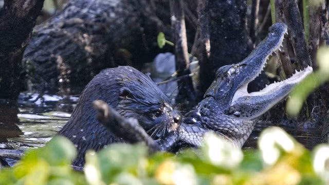 10. Rái cá không hề đáng yêu như bạn nghĩ, chắc chắn là như vậy. Chúng có thể rình những con cá sấu non đi một mình và giết chết cá sấu chỉ trong thời gian ngắn. Đáng sợ hơn là mặc cho cá sấu kêu la, rái cá vẫn cứ xé xác con cá sấu non cho đến khi nó chết vì quá đau đớn. (Theo Rant)