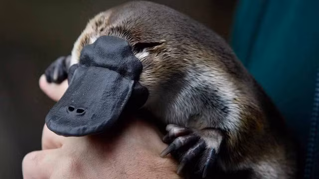 11. Thú mỏ vịt thường được biết đến là loài động vật đáng yêu, ngộ nghĩnh nhưng trong thực tế, chúng là động vật có độc và khi cơn khát tình trỗi dậy, thú mỏ vịt có thể giết chết đối thủ cạnh tranh giao phối tiềm năng của mình một cách rất khủng khiếp. Chúng muốn nạn nhân của mình phải có một cái chết đau đớn nhất có thể tưởng tượng nên sẽ dùng độc để "xử lý" nhau. (Theo Rant)