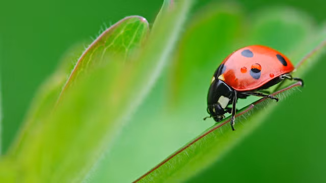 8. Bọ rùa sẽ trở thành kẻ diệt chủng từ khi mới sinh ra. Loài bọ rùa đáng yêu này thực tế là một kẻ xâm lược, thú vui ưa thích của chúng chính là tiêu diệt kẻ thù. Chúng có một mối thù truyền kiếp với những con rệp. Ngay khi bọ rùa con phá vỡ vỏ trứng, chúng đã bắt đầu nhai sống những con rệp với số lượng lớn. Những con bọ rùa mẹ biết điều này và cố đẻ trứng gần các tổ rệp, đảm bảo con mình vừa nở đã được tận hưởng cảm giác giết chóc. (Theo Rant)
