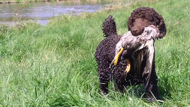 7. Những con chó Poodle đáng yêu mà bạn thường ôm ấp cưng nựng không hề dễ thương như bạn nghĩ. Trong thực tế, khi đói bụng nó có thể giết chết một con vịt và xé xác, ăn sống con vật tội nghiệp ngay lập tức. Thậm chí, nó còn giết chết con vịt tội nghiệp bằng cách cắn vào cổ con vật một cách vô cùng tàn nhẫn. (Theo Rant)