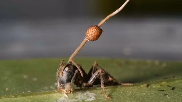 5. Bạn đã được xem những hình ảnh nấm đẹp, ăn những loài nấm ngon nhưng bạn có biết rằng có loài nấm ác độc không kém gì những phù thủy thời trung cổ. Chúng được gọi là nấm sát thủ, tên khoa học là Ophiocordyceps, khi lây nhiễm được vào côn trùng, ví dụ như con kiến đen này, nó sẽ tấn công vào não của con kiến, biến kiến đen trở thành một xác sống. Cuối cùng, loài nấm này giết chết con kiến và thản nhiên mọc ra từ đầu của xác kiến. (Theo Rant)