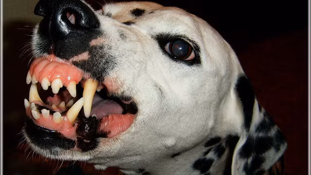 2. Được nuôi đầu tiên ở Croatia, chó đốm được nuôi như những con chó chiến binh, sử dụng trong chiến tranh và bảo vệ biên giới. Tại sao lại như vậy? Bởi vì một khi chó đốm được huấn luyện, chúng sẽ trở nên tàn bạo, khát máu và sẵn sàng kích hoạt chế độ giết người với những kẻ xâm nhập trái phép. Không nghi ngờ gì, ẩn sâu trong vẻ ngoài một con chó đáng yêu là một sát thủ động vật thực sự. (Theo Rant)