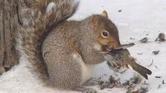 4. Sóc là một trong những loài động vật nổi tiếng dễ thương, đáng yêu với đủ trò tinh nghịch nhưng rất ít người biết đến mặt tối của chúng, khi chúng biến thành những động vật đáng sợ. Sóc không cần phải ăn thịt để sống, chúng chỉ cần ăn những loại hạt nhưng nếu bắt được những con chim non, sóc không ngần ngại xẻ thịt con vật tội nghiệp để đổi bữa, man rợ hơn là những con sóc sẽ bắt đầu ăn từ đầu của con chim, khi chúng vẫn đang còn sống. (Theo Rant)