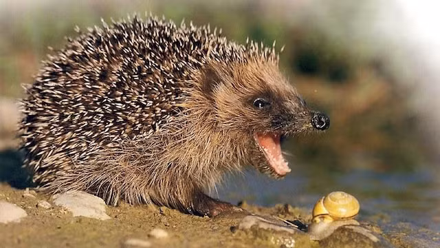 1. Nhím gai. Nhìn thì có vẻ nhím gai là một loài động vật đáng yêu, nhỏ bé, chỉ ăn côn trùng ốc sên, thi thoảng chúng ăn thêm món phụ là các loài nấm và tráng miệng bằng dưa hấu. Tuy nhiên, ít ai biết rằng nhím gai còn ăn cả những con ếch, cóc, nhai sống những con chim non chúng tìm thấy trong tổ. Thậm chí những con rắn cũng không thoát khỏi hàm răng của nhím gai khi nó đói bụng và trở nên hung dữ hơn bao giờ hết. (Theo Rant)