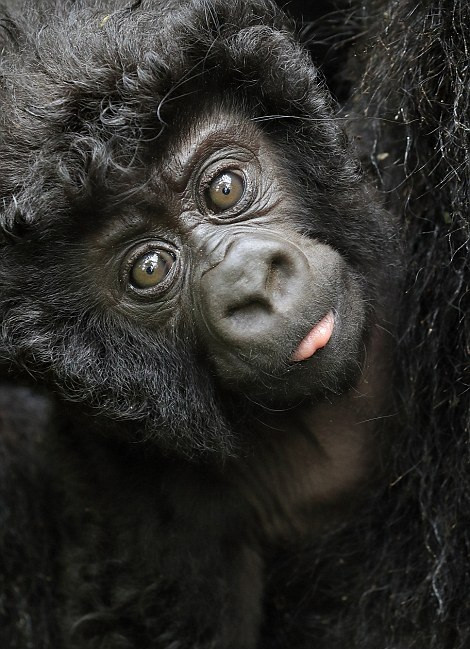 Người hướng dẫn của Andy Rouse đã giả giọng một con khỉ đột núi và cuối cùng sau những giây phút hồi hộp chờ đợi, nhiếp ảnh gia được cả đàn khỉ đột chấp thuận sự có mặt của mình. Anh ngồi cách đó 10 m và chứng kiến, ghi lại được những khoảnh khắc vô cùng thú vị. (Nguồn Dailymail)