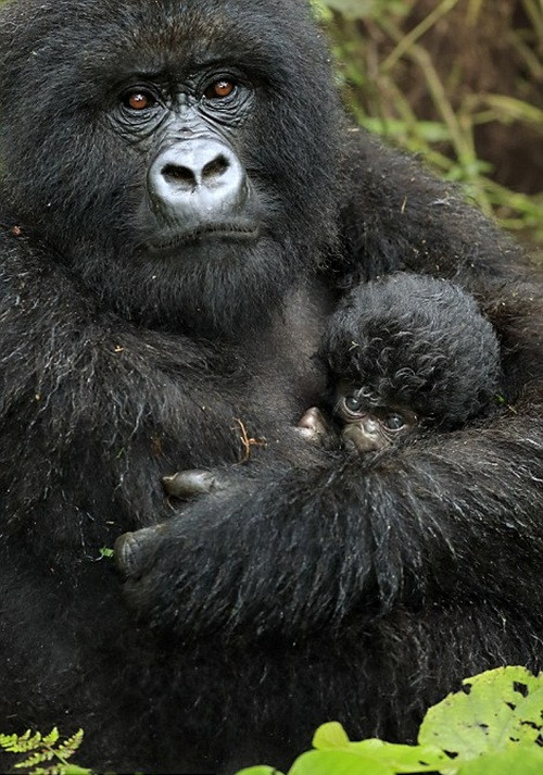 Mẹ con chú khỉ đột tóc xoăn đẹp trai này được nhiếp ảnh gia động vật hoang dã Andy Rouse phát hiện khi anh đang khám phá thiên nhiên tại công viên quốc gia Virunga, Rwanda. (Nguồn Dailymail)