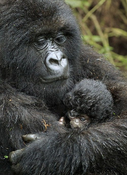 Theo Andy Rouse chia sẻ, anh đã đi bộ trong rừng nhiều giờ chỉ để săn được những hình ảnh tuyệt đẹp về loài khỉ đột núi quý hiếm ở Rwanda và may mắn đã mỉm cười khi bắt gặp một bầy khỉ đột. (Nguồn Dailymail)