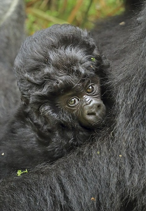 Khỉ đột núi Rwanda đã phải chịu đựng sự suy giảm dân số trong nhiều năm bởi sự săn bắn bừa bãi, chiến tranh, bệnh tật, phá hủy môi trường sống và nạn buôn bán thú quý hiếm bất hợp pháp. (Nguồn Dailymail)