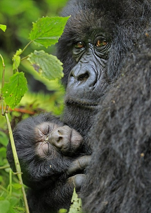 Khỉ đột núi say giấc trong vòng tay của mẹ đầy yên bình, hạnh phúc. (Nguồn Dailymail)