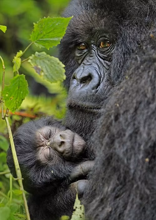 Khỉ đột núi say giấc trong vòng tay của mẹ đầy yên bình, hạnh phúc. (Nguồn Dailymail)