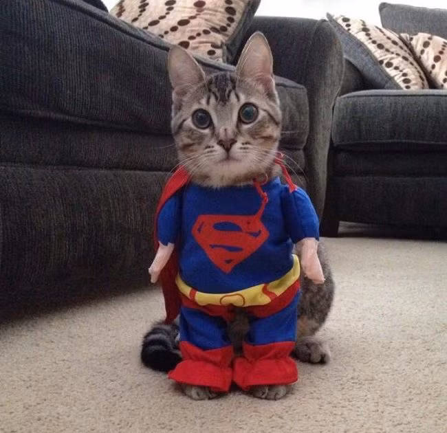 Tự tin mặc lên mình bộ trang phục của siêu nhân, chú mèo này thể hiện rõ sự yêu thích đối với nhâu vật có sức khỏe phi phàm và khả năng bay lượn như chim này.