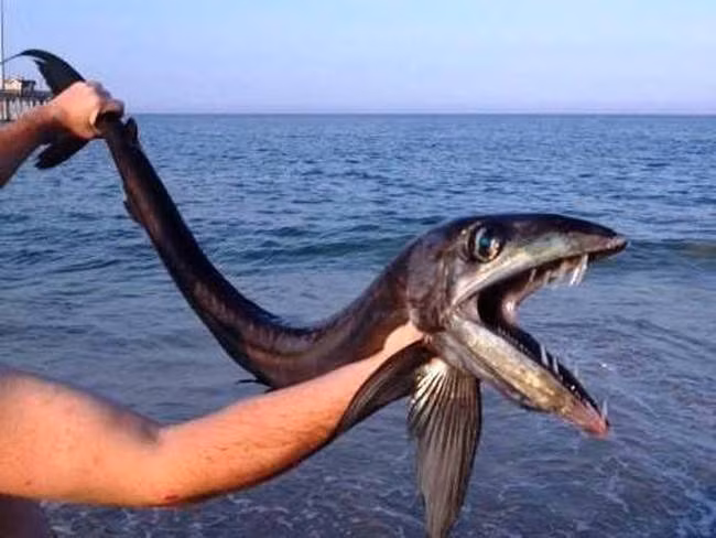 6. Cá ác quỷ Alepisaurus được tìm thấy ngoài khơi bờ biển Bắc Carolina. Có vẻ ngoài ác mộng với cái miệng to hết phần đầu cùng những chiếc răng sắc như cao cạo, đôi mắt lồi mở lớn, con cá này xứng đáng với cái tên thủy quái đại dương.