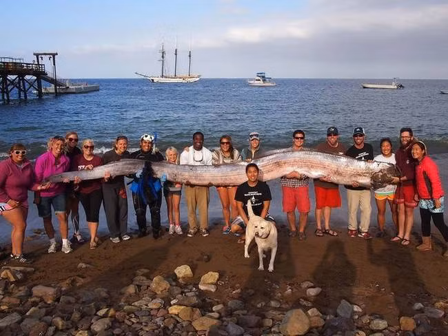 Một số con cá oarfish đã chết và dạt vào các bờ biển khắp nơi trên thế giới, khiến nhiều người bàng hoàng. Tuy vậy, loài thủy quái khổng lồ này không gây nguy hiểm cho con người, chúng không có răng mà thường bắt mồi bằng mang, chúng hút nước vào miệng, thải nước qua mang, lọc giữ lại những thức ăn nhỏ như các loài nhuyễn thể hoặc giáp xác nhỏ, cá nhỏ hay mực ống.