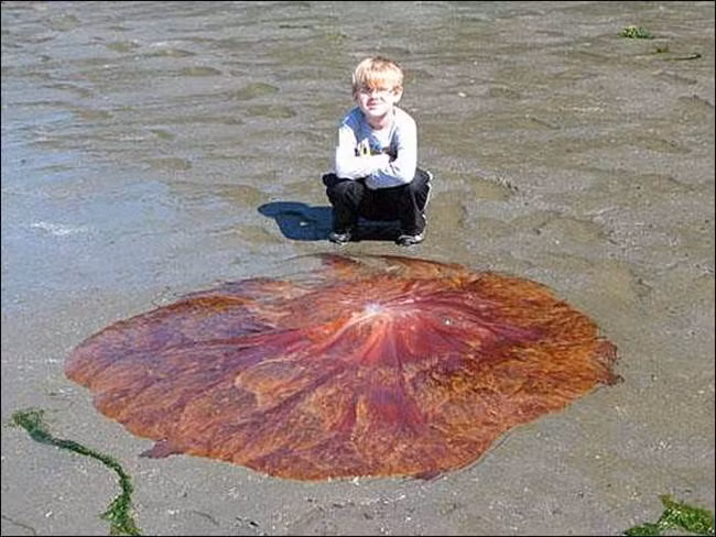 7. Sứa bờm sư tử dạt vào một bờ biển, tuy chỉ còn là cái xác nhưng cũng đủ để dọa bất cứ người nào nhìn thấy nó. Đây là loài sứa lớn nhất thế giới được biết đến hiện nay, cơ thể là một khối tròn mềm, màu hung đỏ là chủ yếu. Chúng tự vệ bằng cách dùng tua dài quất vào đối phương.