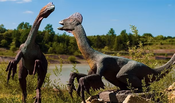 Nếu để ý và nghiên cứu sâu, bạn sẽ thấy hầu hết những loài khủng long ăn thịt đều đi bằng hai chân trong khi những loài khủng long ăn cỏ di chuyển bằng cả bốn chân của mình. (Theo L25)