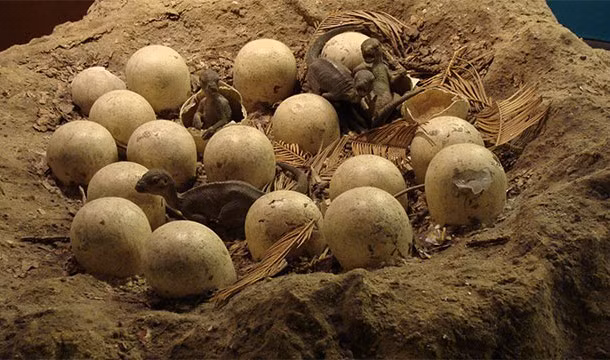 Tất cả các loài khủng long đều đẻ trứng. (Theo L25)