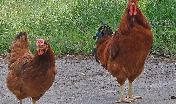  Khám phá về khủng long cho thấy, loài khủng long nhỏ nhất là Albertonykus borealis, có kích thước chỉ như một con gà, thức ăn của chúng là các loại côn trùng. (Theo L25)