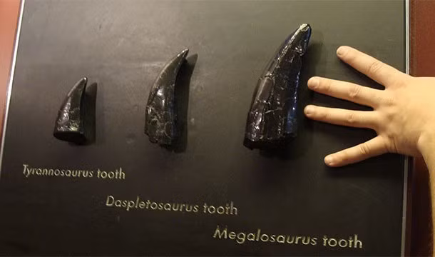 Hầu hết những loài khủng long được xác định loài chỉ qua một mẫu xương đơn hoặc một chiếc răng. (Theo L25)