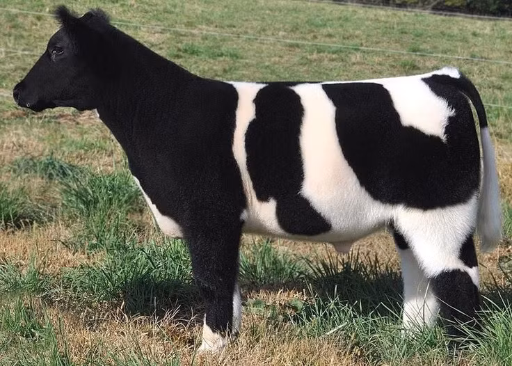 Một con bò lông mịn tuyệt đẹp có bộ lông đen pha trắng nổi bật. (Theo Smalliving)