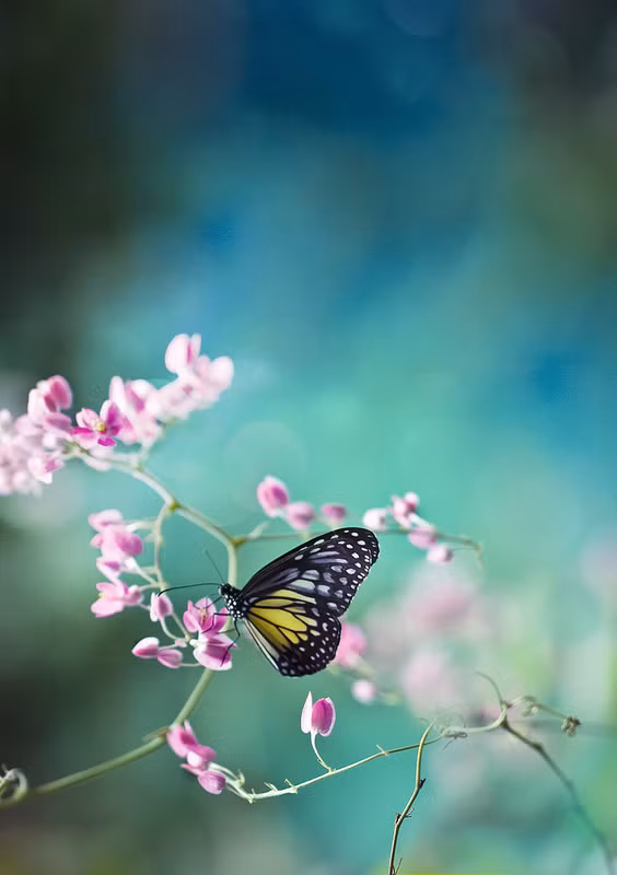 Lee Pei Ling đặt tên bộ ảnh là "The Bug's Life" - "Cuộc sống của những con côn trùng". (Nguồn Sina)