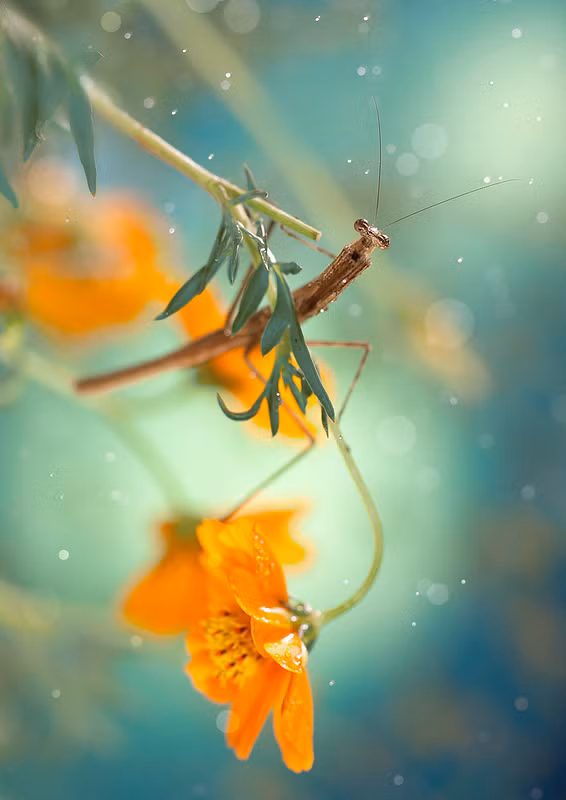 Một hình ảnh tuyệt đẹp như thế này thường tiêu tốn của nhiếp ảnh gia Lee Pei Ling vài tiếng đồng hồ nhưng kết quả lại đẹp ngoài mong đợi. (Nguồn Sina)