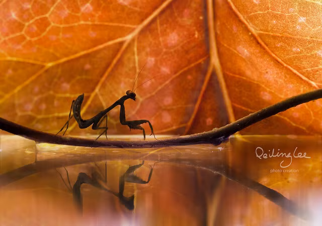 Nhiều người ngưỡng mộ sự kiên nhẫn của Lee Pei Ling khi cô có thể chờ đợi hàng giờ để chụp được những bức ảnh đẹp về những động vật vô cùng nhỏ bé. (Nguồn Sina)