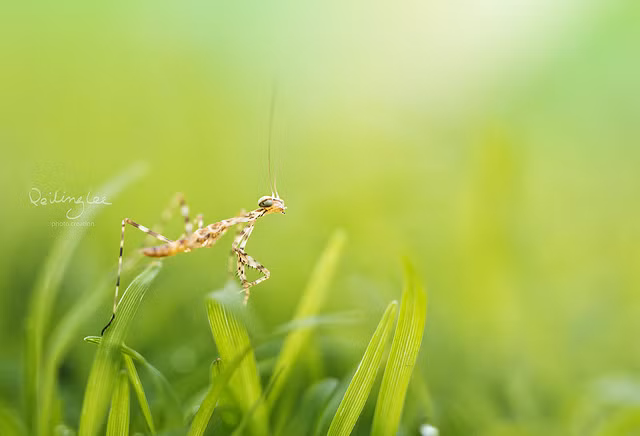 Sử dụng phương pháp nhiếp ảnh marco, chỉ nhấn vào chủ thể là những con côn trùng và làm mờ hoàn toàn nền phía sau, những người mẫu động vật nhỏ bé trở nên vô cùng rõ nét. (Nguồn Sina)