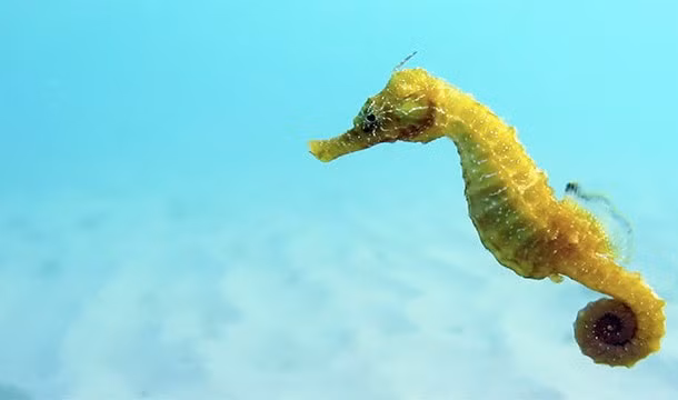 3. Cá ngựa được mệnh danh là một trong những loài thủy quái kỳ cục nhất thế giới, không chỉ bởi hình dáng không giống ngựa mà cũng chẳng giống cá của mình mà còn bởi chúng là loài cá duy nhất bơi theo phương thẳng đứng. (Nguồn: L25)