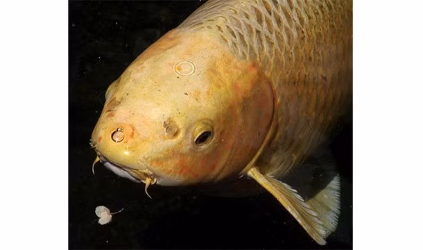 8. Hanako là một con cá chép koi ở Nhật Bản đã sống 225 năm. Nhiều người gọi Hanoko là cá thành tinh. (Nguồn: L25)