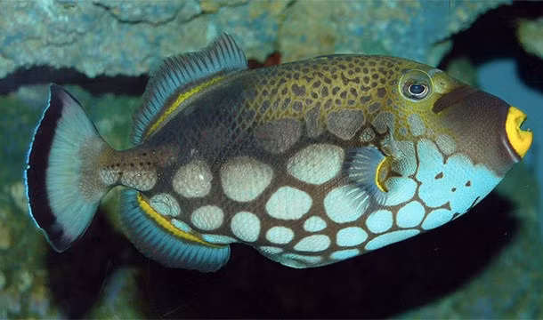 6. Có một số loài cá, tuy rất hiếm nhưng vẫn tồn tại, giống như họ cá nóc gai, có kỹ năng bơi ngược mà không cần nhìn đường. (Nguồn: L25)