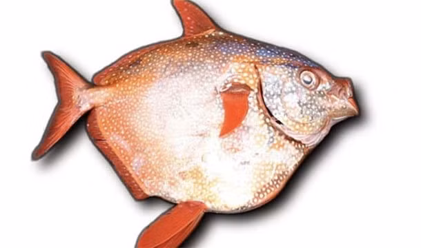 7. Cá mặt trăng (opah) là loài cá duy nhất được công nhận động vật máu nóng. (Nguồn: L25)